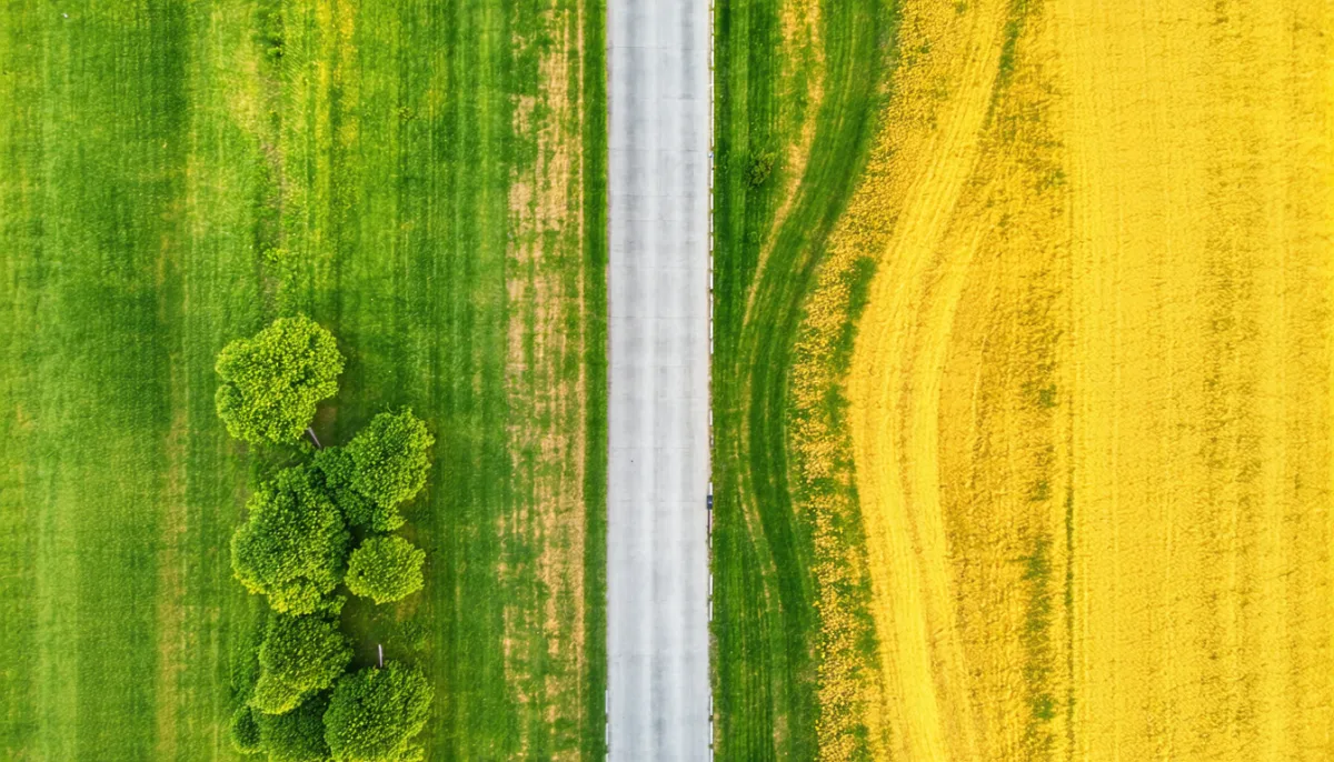 Aerial view of a fork in a path between a green field and a yellow flowering field